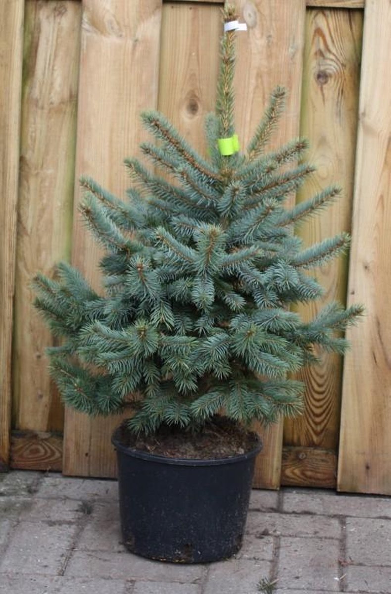 Warentuin Picea 60 - 80 cm Natuurlijk | bol.com
