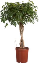 Kamerplant van Botanicly – Vingerboom – Hoogte: 125 cm – Schefflera arb. Compacta