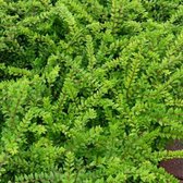 50 x Lonicera nitida 'Maigrun' - Struikkamperfoelie in 9x9cm pot met hoogte 5-10cm