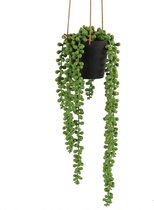 Countryfield - Kunstplant - Erwtenplant - Senecio Rowleyanu - 43 X 13 Cm - Groen