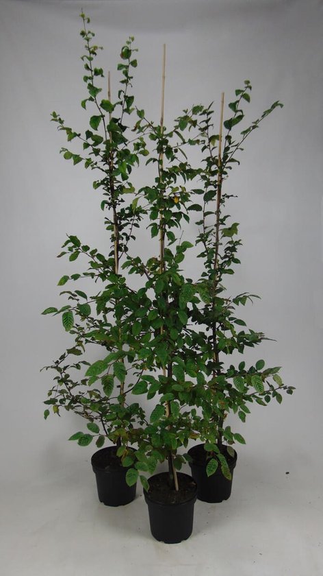 Drie Carpinus betulus bomen, gesteund door palen en met groene bladeren, in zwarte potten.