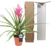 Tillandsia Antonio single – ↨ 40 cm – ⌀ 12 cm