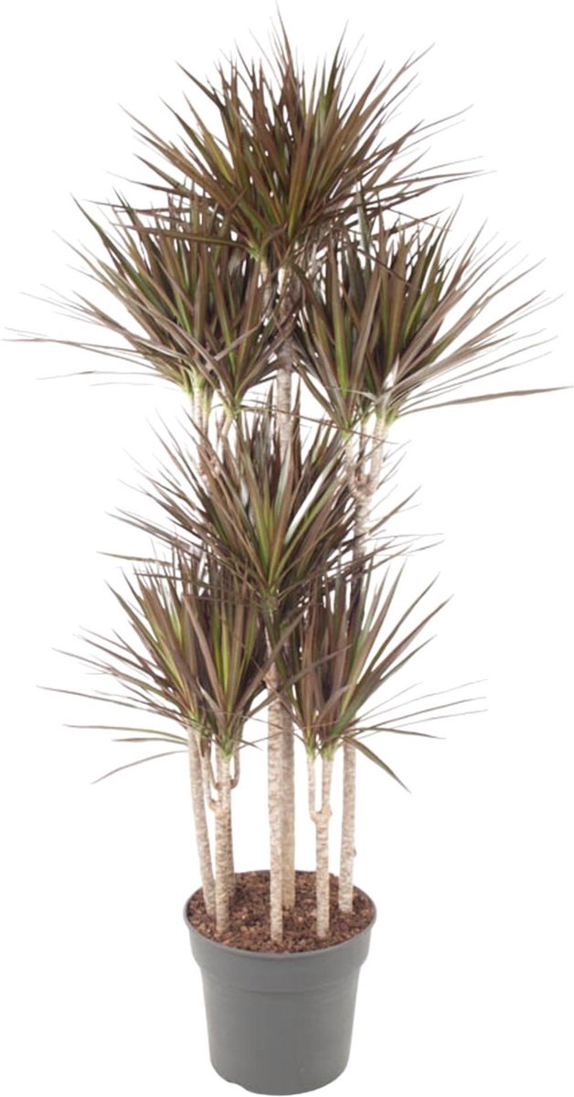 Dracaena Magenta Carrousel - 180 cm - ø34