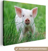 Canvas schilderij 80x60 cm - Wanddecoratie Varken - Dieren - Big - Muurdecoratie woonkamer - Slaapkamer decoratie - Kamer accessoires - Schilderijen