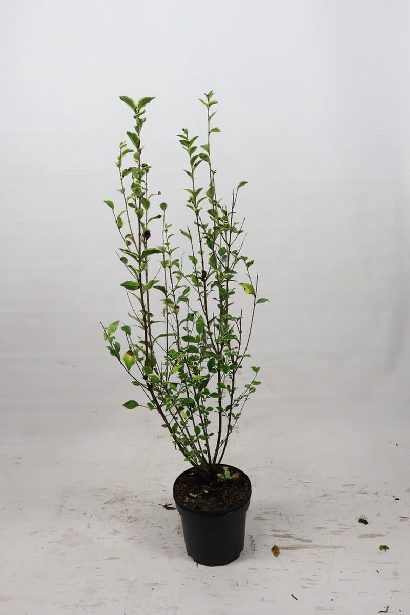 Bonte liguster 100-125 cm (in pot) - Ligustrum oval. 'Aureum' - Ø26 cm - decoratief - witte bloemen in de zomer - makkelijk te snoeien