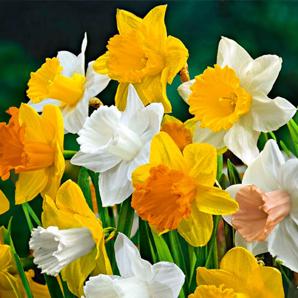 Bloomique - Mix van 15 - Narcissus - Narcis - Grootbloemige Mix - Mix van Kleuren - Bloembollen - Voorjaarsbloeiend - Meerjarige Planten - Groeit tot 35-45 cm