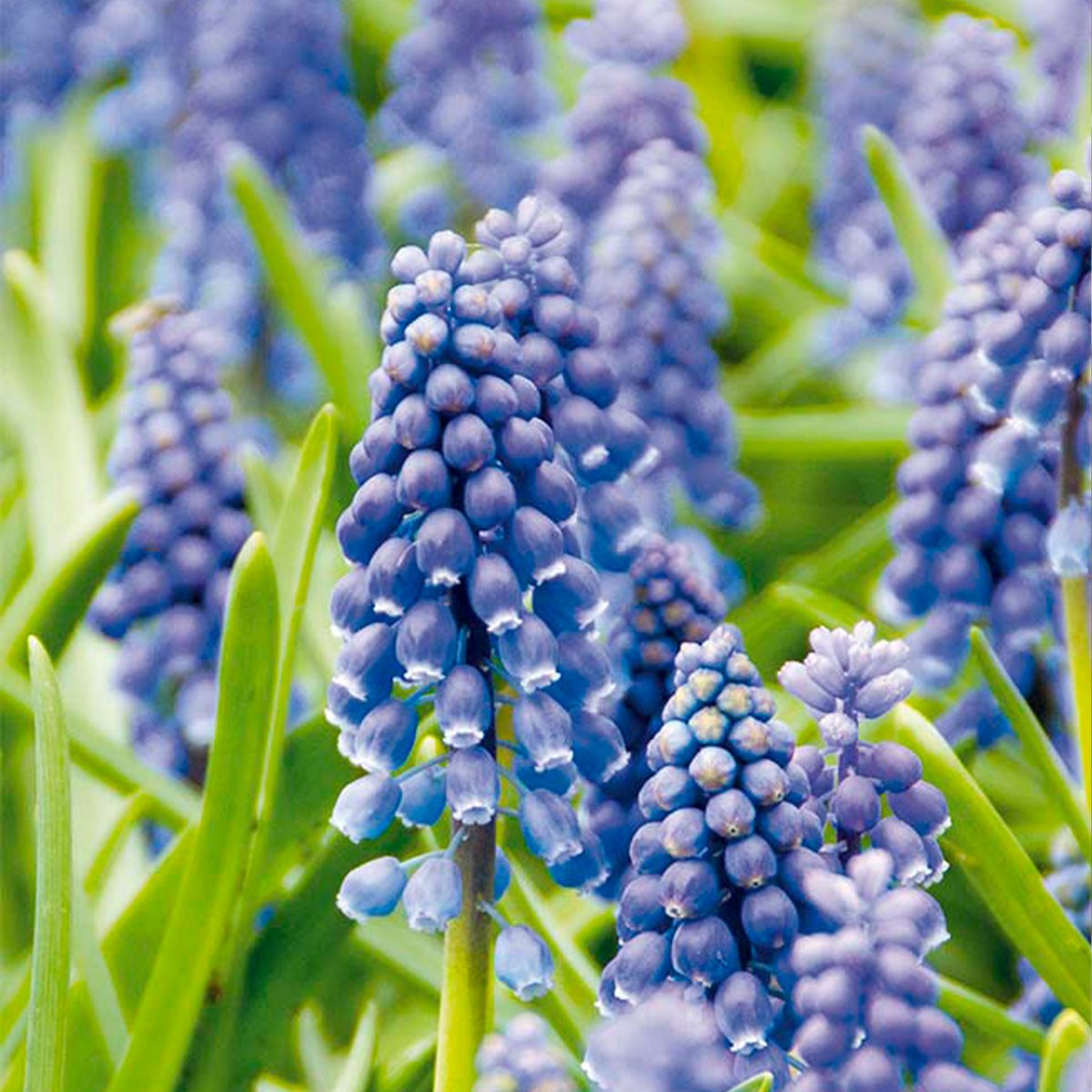 Bloomique - Mix van 50 - Muscari Armeniacum - Druifhyacint - Blauwe Druifjes - Bloembollen - Voorjaarsbloeiend - Meerjarige Planten - Groeit tot 10-15 cm