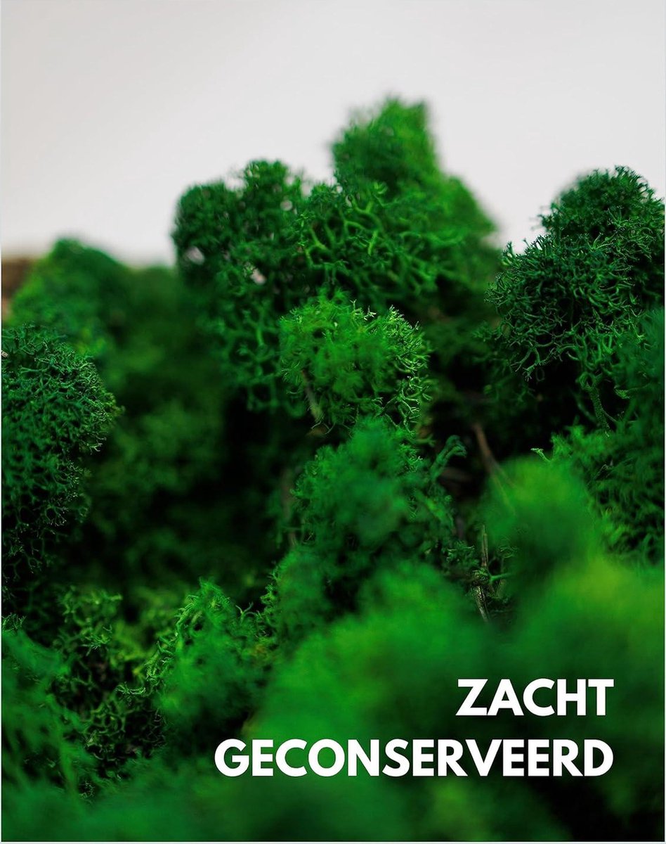 Charm Tas W01049 Bond Natuurgroen 044 | Pasveer past bij jou! Tassen, koffers en 100 jaar ervaring