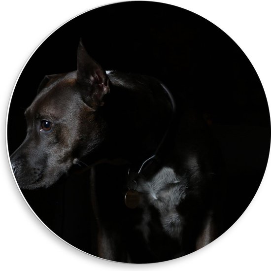 Forex Wandcirkel - Hond op Zwarte Achtergrond - 50x50cm Foto op Wandcirkel (met ophangsysteem)