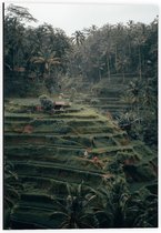 Dibond - Mensen en Palmbomen op Groene Berg - 40x60cm Foto op Aluminium (Wanddecoratie van metaal)