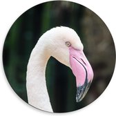 Dibond Wandcirkel - Kop Roze Flamingo - 50x50cm Foto op Aluminium Wandcirkel (met ophangsysteem)