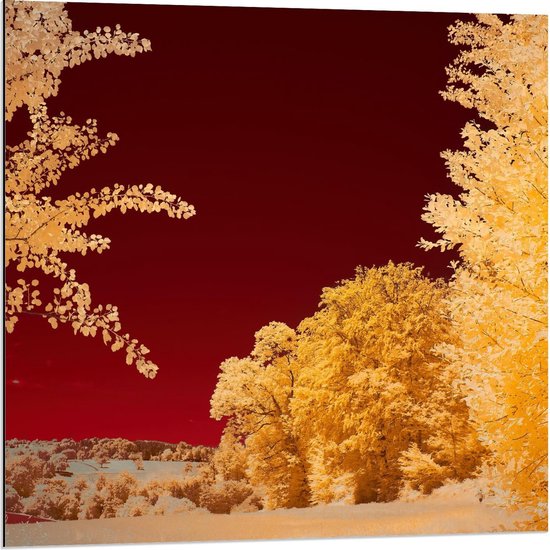 Dibond - Gele Bomen bij Rode Lucht - 80x80cm Foto op Aluminium (Met Ophangsysteem)