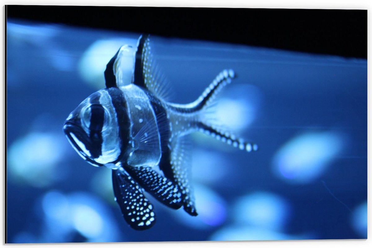 Dibond - Blauwe Vis in het Aquarium - 60x40cm Foto op Aluminium (Met Ophangsysteem)