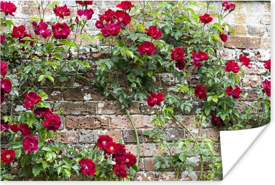 bol com Klimplant met rode bloemen op een stenen muur 180x120 cm XXL 