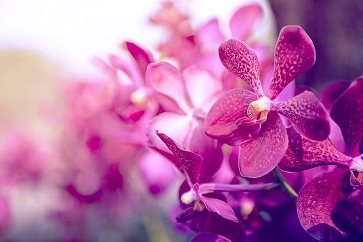 Un terreau approprié pour chaque orchidée - DCM