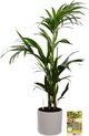 Pokon Powerplanten Kentia Palm 90 cm ↕ - Kamerplanten - in Pot (Mica Era, Wit) - Howea Forsteriana - met Plantenvoeding / Vochtmeter