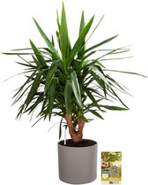 Pokon Powerplanten Yucca 100 cm ↕ - Kamerplanten - in Pot (Mica Era, Grijs) - Palmlelie - met Plantenvoeding / Vochtmeter