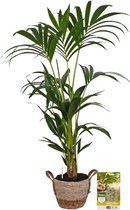 Pokon Powerplanten Kentia Palm 110 cm ↕ - Kamerplanten - in Pot (Zeegras Mand) - Howea Forsteriana - met Plantenvoeding / Vochtmeter