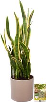 Pokon Powerplanten Sanseveria 100 cm ↕ - Kamerplanten - in Pot (Mica Era, Licht Grijs) - Vrouwentong - met Plantenvoeding / Vochtmeter
