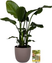 Pokon Powerplanten Strelitzia Nicolai 110 cm ↕ - Kamerplanten - in Pot (Mica Tusca Taupe) - Paradijsvogelplant - met Plantenvoeding / Vochtmeter
