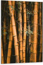 Dibond - Bamboe Takken  - 80x120cm Foto op Aluminium (Wanddecoratie van metaal)