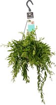 Kamerplant van Botanicly – Lippenstiftplant  – Hoogte: 40 cm – Aeschynanthus