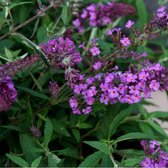 8 x Buddleja Free Petite 'Dark Pink' - Dwergvlinderstruik in C2 pot met hoogte 10-20cm