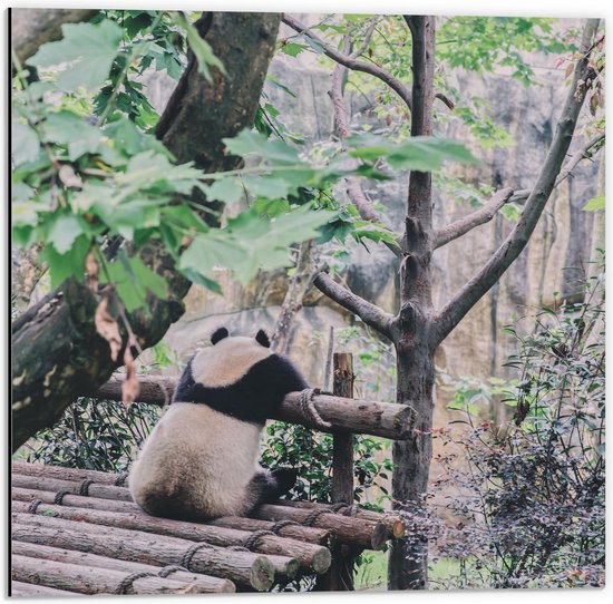 Dibond - Panda hangend op Balk - 50x50cm Foto op Aluminium (Wanddecoratie van metaal)