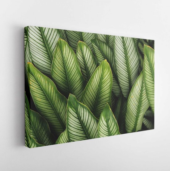 Green leaf with white stripes of Calathea majestica , tropical foliage plant nature leaves pattern on dark background - Modern Art Canvas - Horizontal - 777184867 - 40*30 Horizontal
