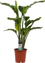 Hellogreen Kamerplant - Strelitzia Nicolai - 95 cm