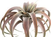 PTMD  succulent plant lichtroze tillandsiapluk
