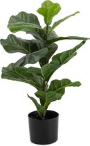 Vioolbladplant in pot kunst