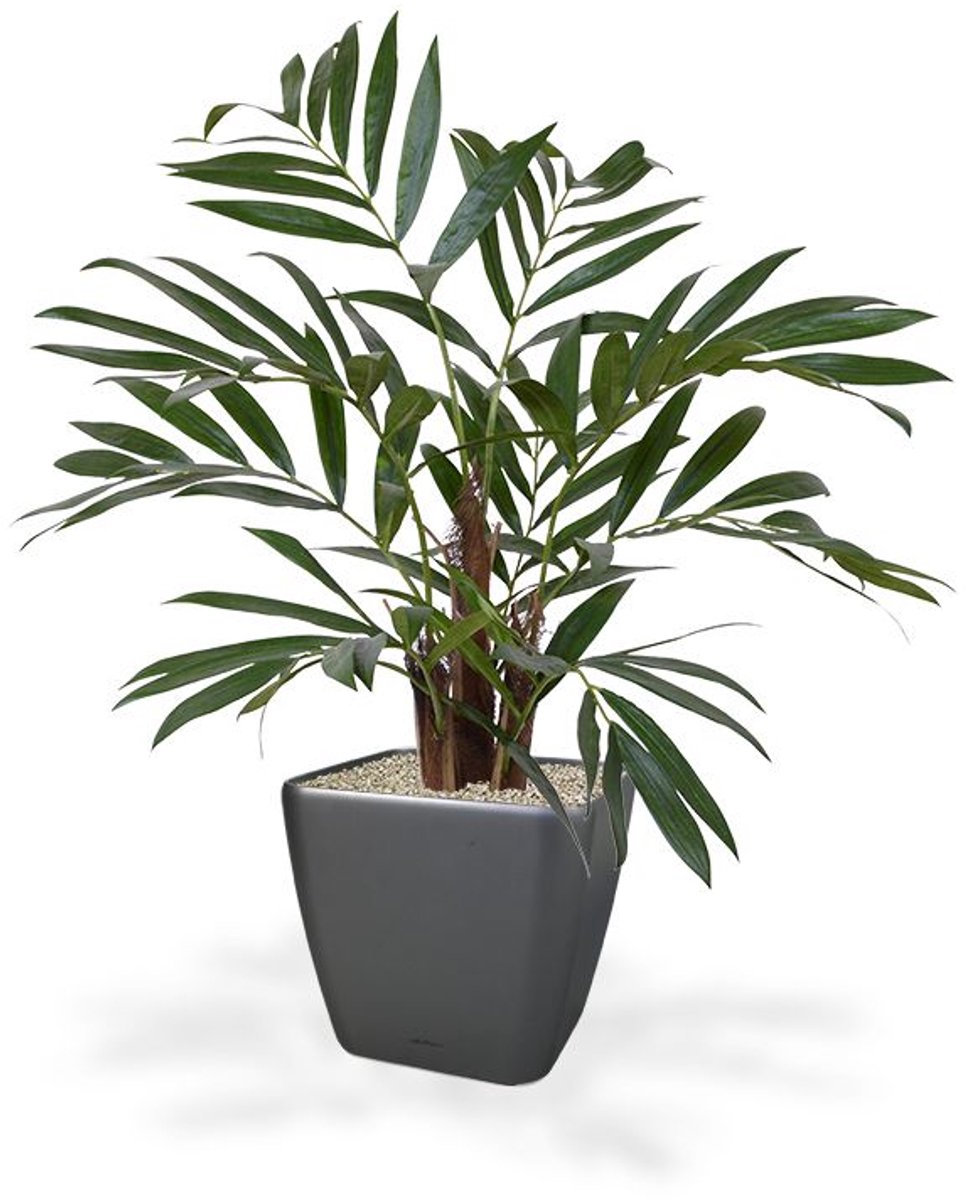 maxifleur Kunstplanten Chamaedorea kunstpalm 65cm Groen