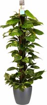 Kamerplant van Botanicly – Herfstvaren incl. sierpot antraciet als set – Hoogte: 120 cm – Epipremnum Aureum