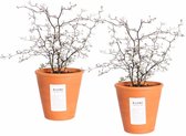 Kamerplanten van Botanicly – 2 × Dwergmispel incl. terracotta sierpot als set – Hoogte: 40 cm – Corokia Cotoneaster