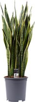 Kamerplant van Botanicly – Vrouwentongen – Hoogte: 100 cm – Sansevieria Laurentii