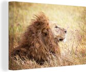 Lion dans un champ de fleurs 30x20 cm - petit - Tirage photo sur toile (Décoration murale salon / chambre) / Peintures sur toile Animaux / Peintures sur toile Fleurs