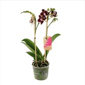 Orchidee van Botanicly – Vlinder orchidee – Hoogte: 50 cm, 2 takken – Phalaenopsis Multiflora Bellinzona