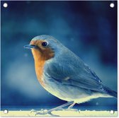 Tuinposters Roodborstje - Blauw - Sneeuw - 50x50 cm - Tuindoek - Buitenposter