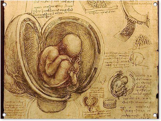 Tuinschilderij Baby in the womb - Leonardo da Vinci - 80x60 cm - Tuinposter - Tuindoek - Buitenposter