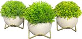 GreenDream Plantes artificielles - Plantes artificielles d'intérieur - 15x12 cm - Set de 3 - Fausses Plantes en Pot - Plantes Grasses - Décoration