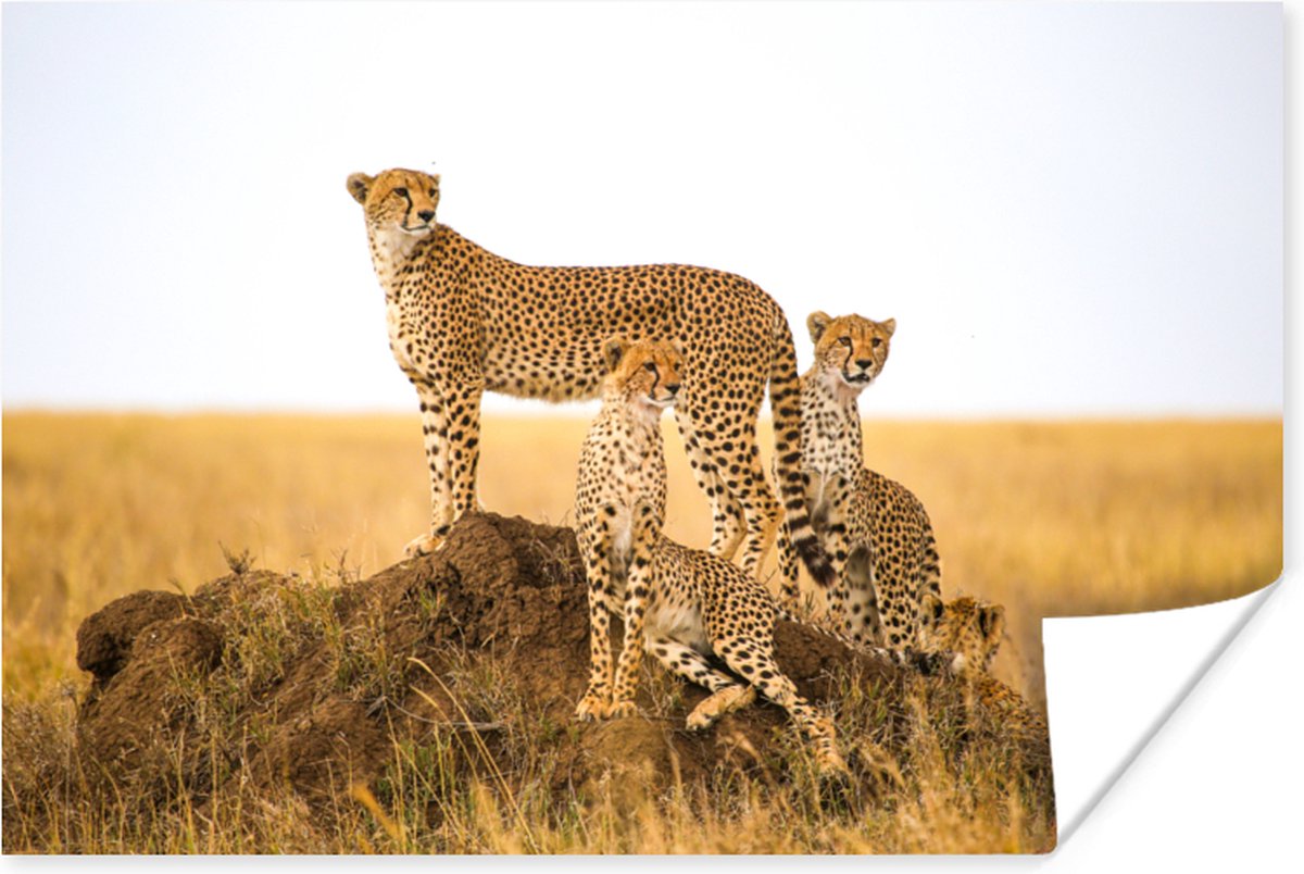 Poster Cheetah - Gras - Natuur - Savanne - 90x60 cm