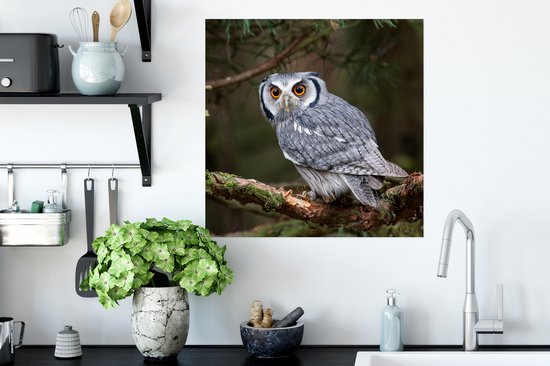 Poster Uil - Vogel - Takken - Natuur - 50x50 cm