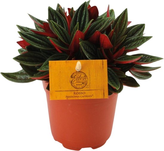 Plantenboetiek.nl | Peperomia Caperata Rosso - Ø10,5cm - 15cm hoog - Kamerplant - Groenblijvend - Cactus & Vetplanten
