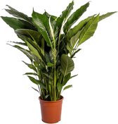 Plantenboetiek.nl | Spathiphyllum Sweet Sebastiano - Kamerplant - Hoogte 110cm - Potmaat 24cm