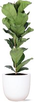 Plantenboetiek.nl | Ficus Lyrata in Boule WIT pot - Kamerplant - Hoogte 90cm - Potmaat 21cm