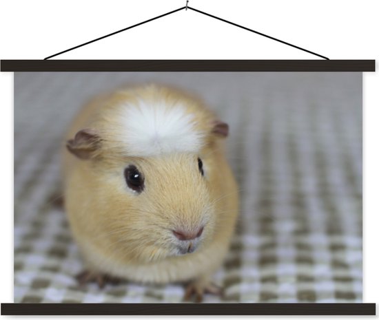 Affiche textielposter petit cochon d'Inde 150x100 cm