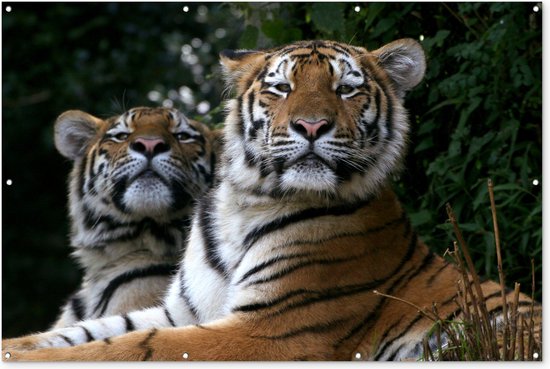 Twee Siberische tijgers Tuinposter 60x40 cm - Foto op Tuinposter (tuin decoratie)