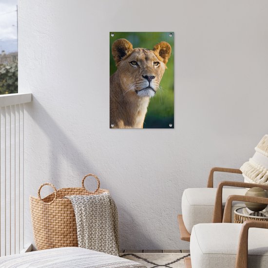 Poster Jardin jeune lionne 40x60 cm - petit - Toile de jardin / Toile d'extérieur / Peintures d'extérieur (décoration de jardin)