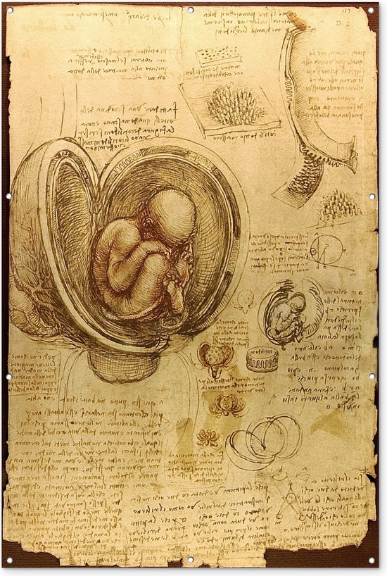 Muurdecoratie Baby in the womb - Leonardo da Vinci - 120x180 cm - Tuinposter - Tuindoek - Buitenposter